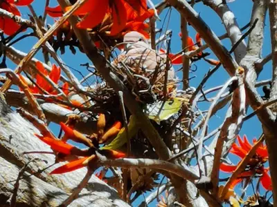 a bird perched on top of a tree with flowers at Suites on 74 in Worcester