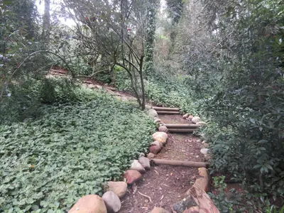 a stone path in the middle of a forest at Pecan Tree Forest Studio A in Stellenbosch