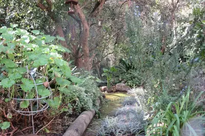 a path through a forest with trees and plants at Pecan Tree Forest Studio A in Stellenbosch