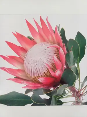 a large red flower with green leaves in a vase at Pecan Tree Forest Studio A in Stellenbosch