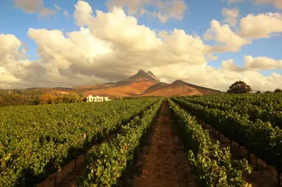 a field of vines with mountains in the background at Mitre's Edge Vineyard Studio in Klapmuts