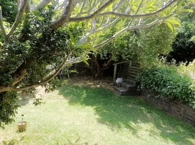 a garden with a bench in the shade of a tree at Garden cottage in Cape Town