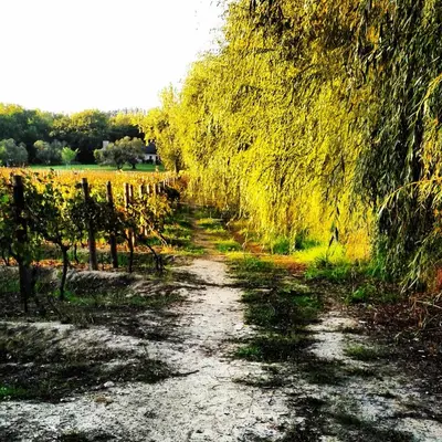a dirt road with trees and a vineyard at Aan De Vliet Guest House in Stellenbosch