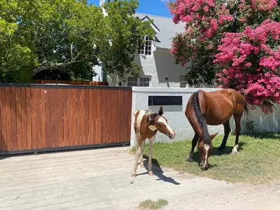 a horse and a baby horse standing next to a fence at Courtyard on Weder in Greyton