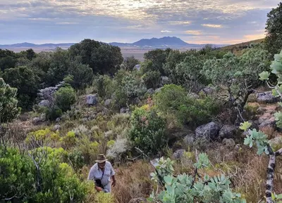 a man walking through a field of brush at Bartholomeus Klip Farmhouse at Elandsberg Nature Reserve in Hermon