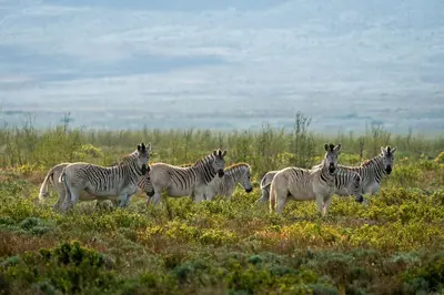 a group of zebras standing in a field at Bartholomeus Klip Farmhouse at Elandsberg Nature Reserve in Hermon