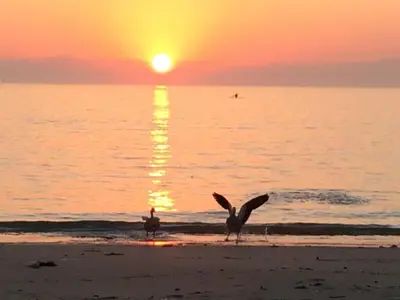 two seagulls standing on the beach at sunset at Milkwood Cottage, Beachfront family vacation home, Sleeps 6 in Gordonʼs Bay