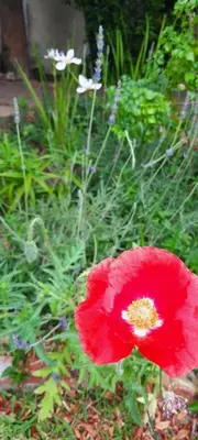 a red flower in front of a garden at Home On Uitvlugt - Peaceful leafy garden flat with sunny lounge in Cape Town