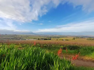 a field of crops with a blue sky and clouds at The Farmhouse B&B in Stellenbosch