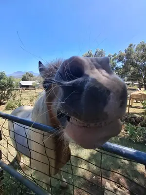 a horse sticking its head through a fence at 11 Mountain Stream Hot Tub Self Catering in Gordonʼs Bay
