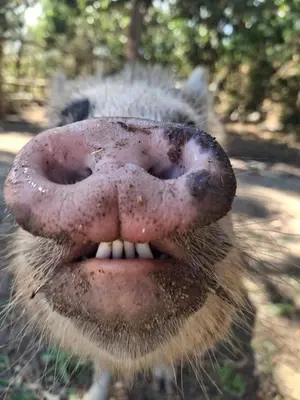 a close up of a dog with its mouth open at 11 Mountain Stream Hot Tub Self Catering in Gordonʼs Bay