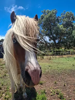 a brown and white horse standing in a field at 11 Mountain Stream Hot Tub Self Catering in Gordonʼs Bay