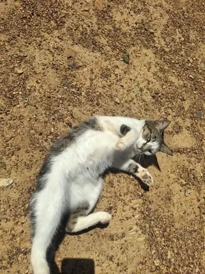 a cat laying on the ground playing with a toy at 11 Mountain Stream Hot Tub Self Catering in Gordonʼs Bay