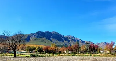 a tree in a field with mountains in the background at Stellenbosch Paradyskloof Unit in Stellenbosch