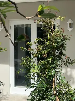 a front door of a house with a plant at Two on Milner - ARUM COTTAGE - Stylish open-plan Guesthouse in Rondebosch in Cape Town