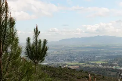 a view of a city from a hill with a tree at untether on Olive View in Wellington