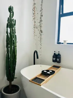 a cactusuanauanauanauanauanauanauanauanauanauanauanauana at Green Oasis in Blouberg Hot Tub Kids Paradise in Cape Town