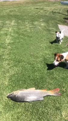 a dog laying next to a fish on the grass at Nature's Rest in Cape Town