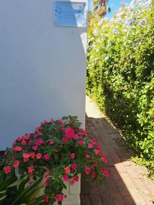 a pot of pink flowers sitting next to a wall at Eucalyptus Cottage in Cape Town