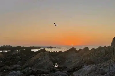 a bird flying over the ocean at sunset at Hermanus Sea view room in Hermanus