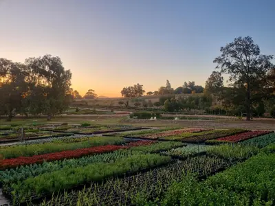 a field of crops with the sunset in the background at Alimandi Nursery Cottage in Cape Town