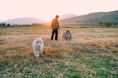 a man standing in a field with two sheep at Farmstay at the Goat Shed Cottage, Spinlea Farm in Greyton