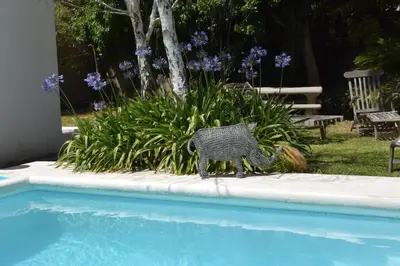 a statue of a cat next to a swimming pool at Petite France:luxury thatched 4BRcottage with pool in Franschhoek