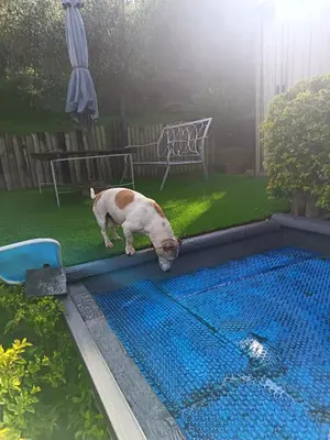 a dog is standing next to a swimming pool at Glamping at The Well in Franschhoek in Franschhoek