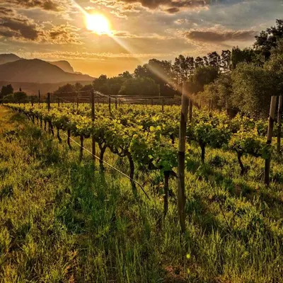 a row of vines in a field at sunset at Glamping at The Well in Franschhoek in Franschhoek