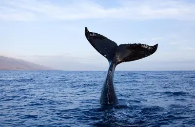 a dolphin tail sticking out of the water at Ocean and mountain breeze in Hermanus