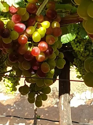 a bunch of green grapes hanging from a tree at Irma's farmstay at the Nuy Valley Guesthouse in Nuy