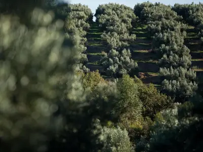 an overhead view of a forest of trees at Retreat at Waterfall Valley in Paarl