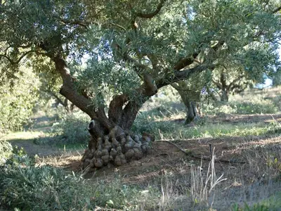a tree with a pile of rocks around it at Retreat at Waterfall Valley in Paarl