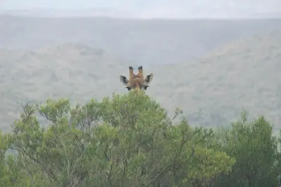 a giraffe peeking over the top of a tree at Phumelela Private Game Farm in Pinegrove