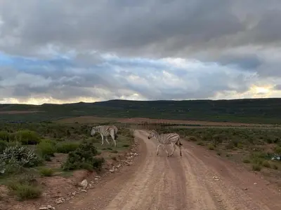 two zebras crossing a dirt road in a field at Phumelela Private Game Farm in Pinegrove