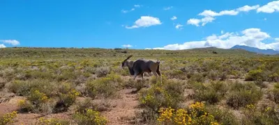 an animal with horns standing in a field at Phumelela Private Game Farm in Pinegrove