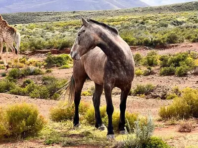 a black horse standing in a field with a giraffe at Phumelela Private Game Farm in Pinegrove