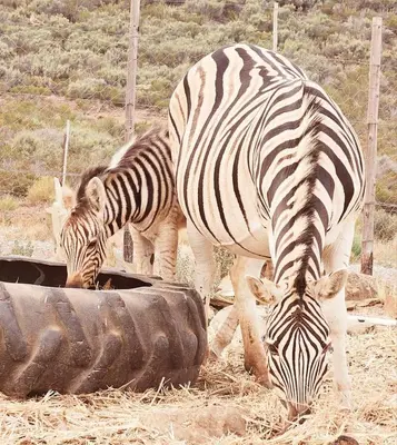 a zebra and a baby zebra eating hay at Phumelela Private Game Farm in Pinegrove